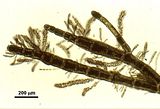 2 - Talli su Cladophora sp.